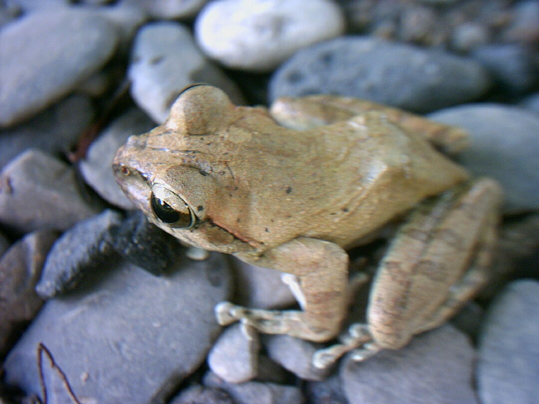 褐樹蛙