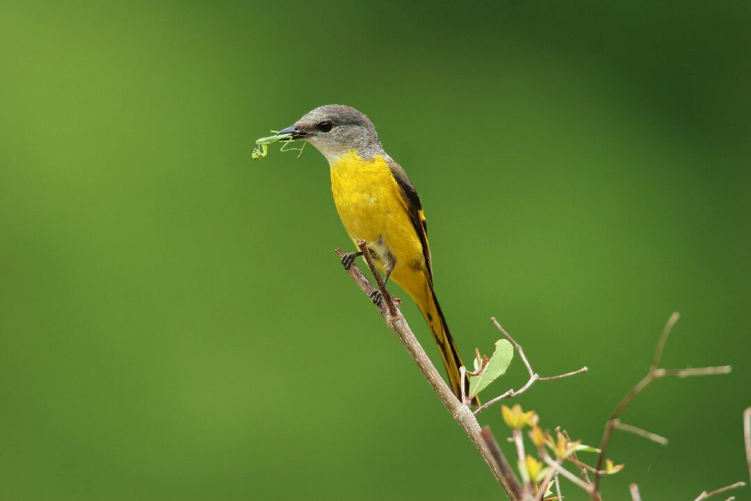 灰喉山椒鳥(雌)