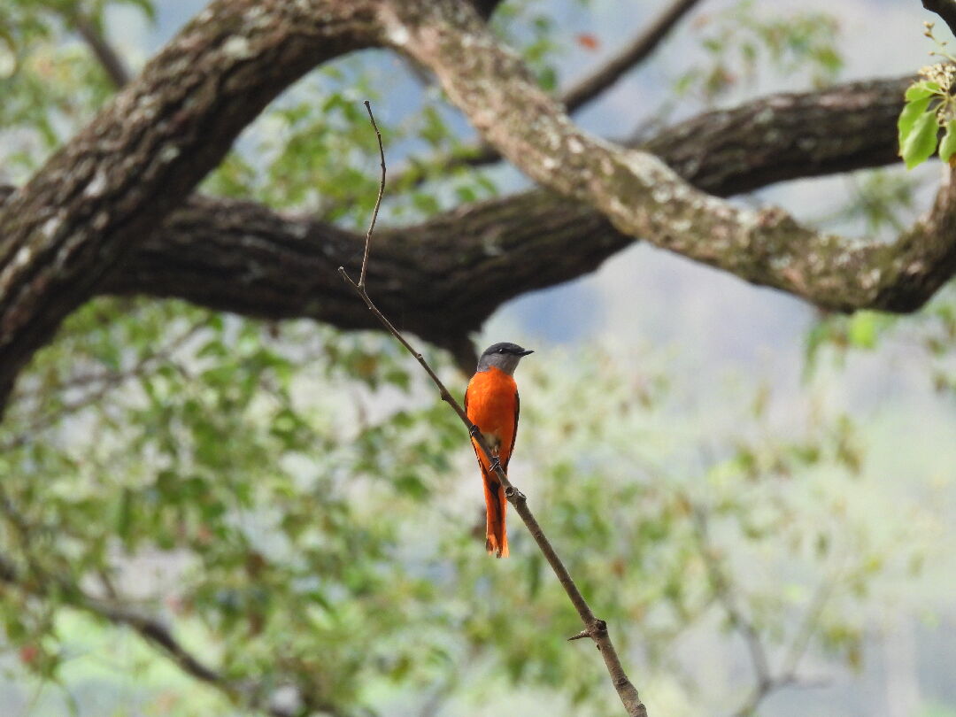 灰喉山椒鳥