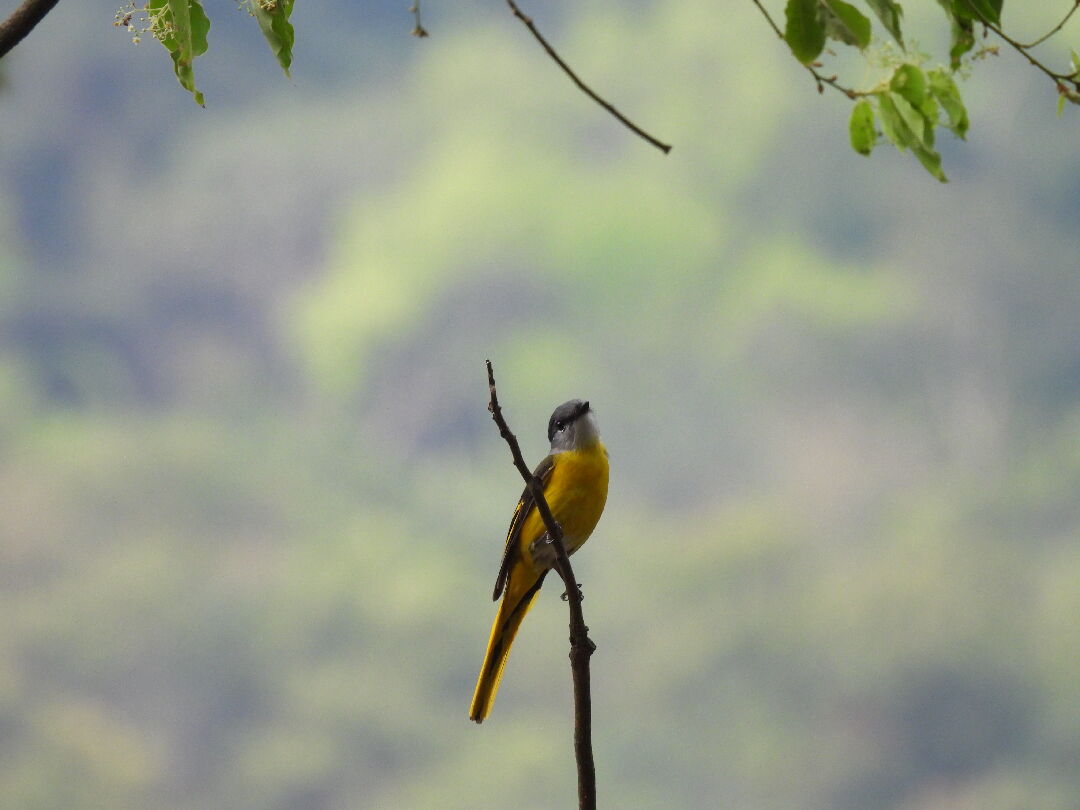 灰喉山椒鳥