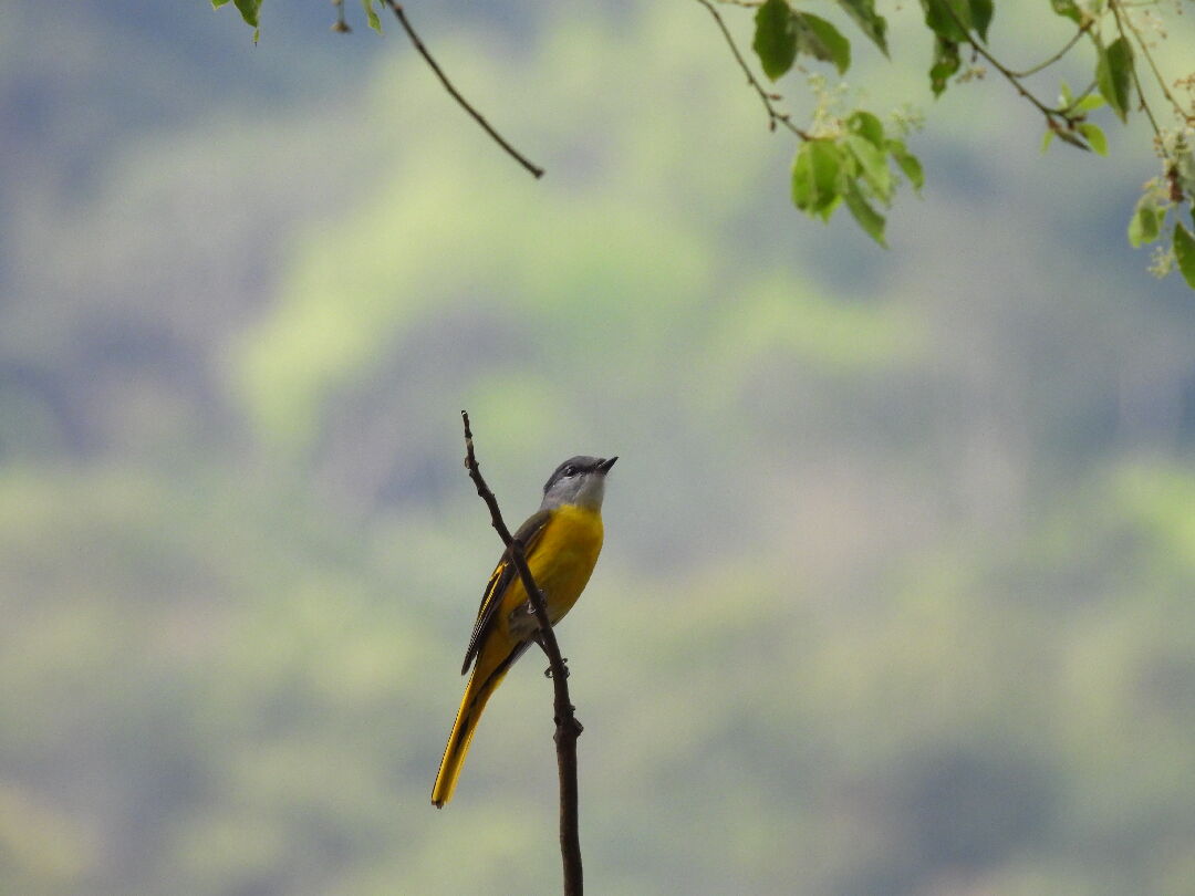 灰喉山椒鳥