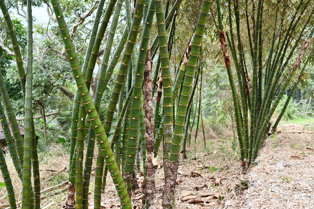 短節泰山竹