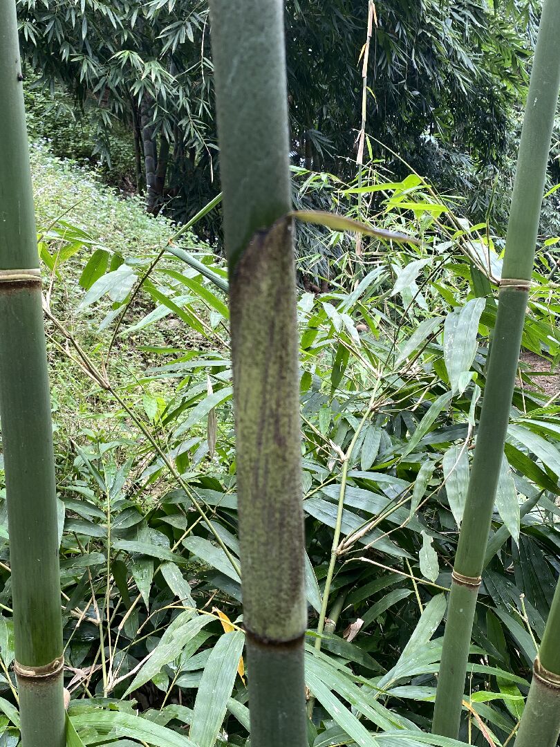條紋巨草竹