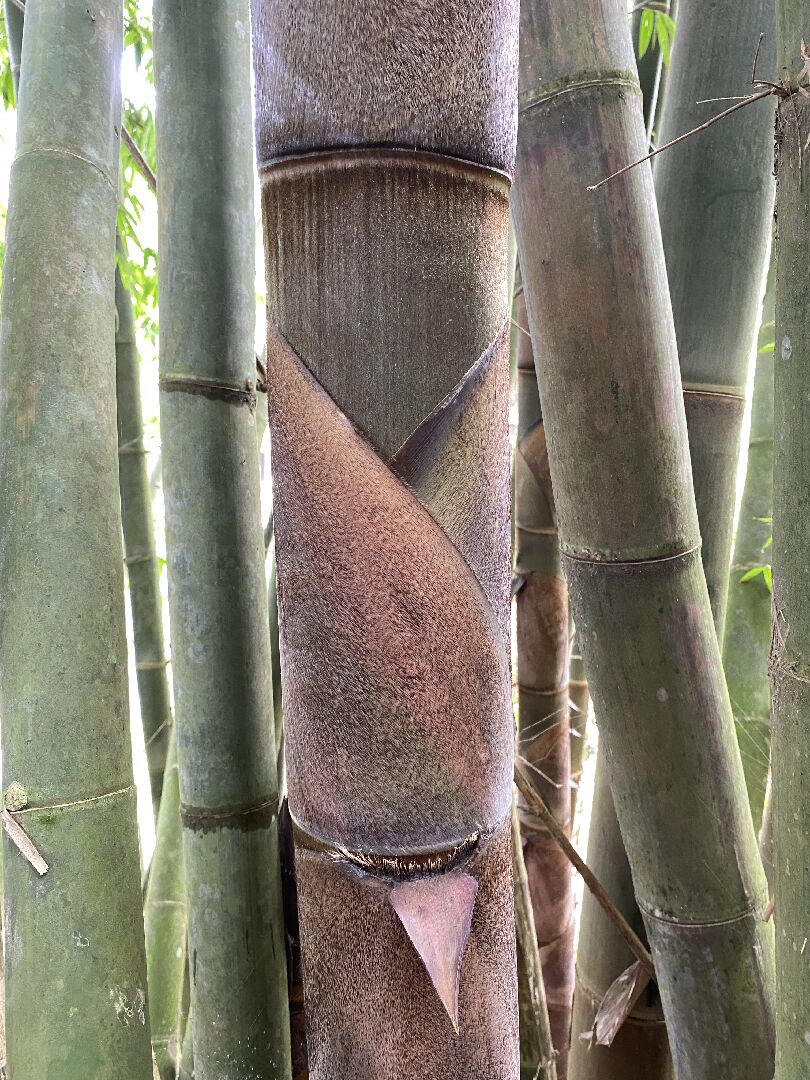 菲律賓巨草竹