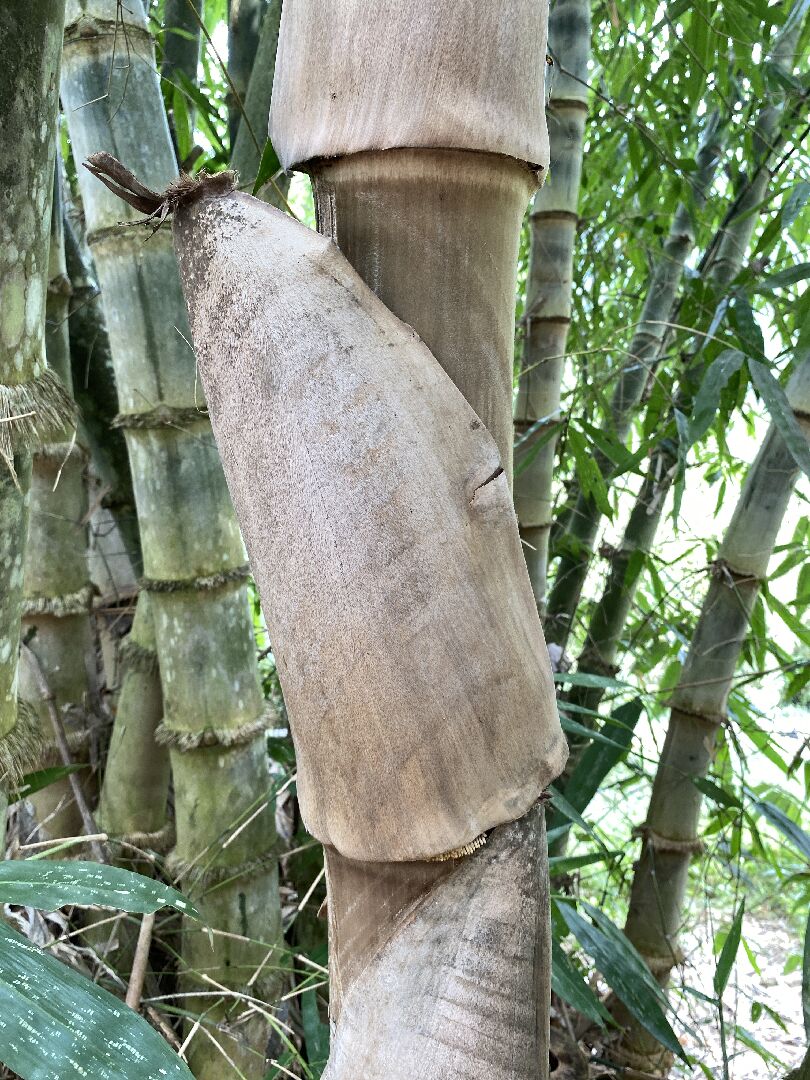 菲律賓巨草竹