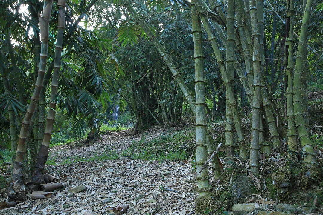 竹類標本園